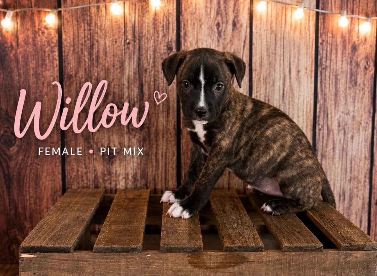 Willow Gatsbys Litter