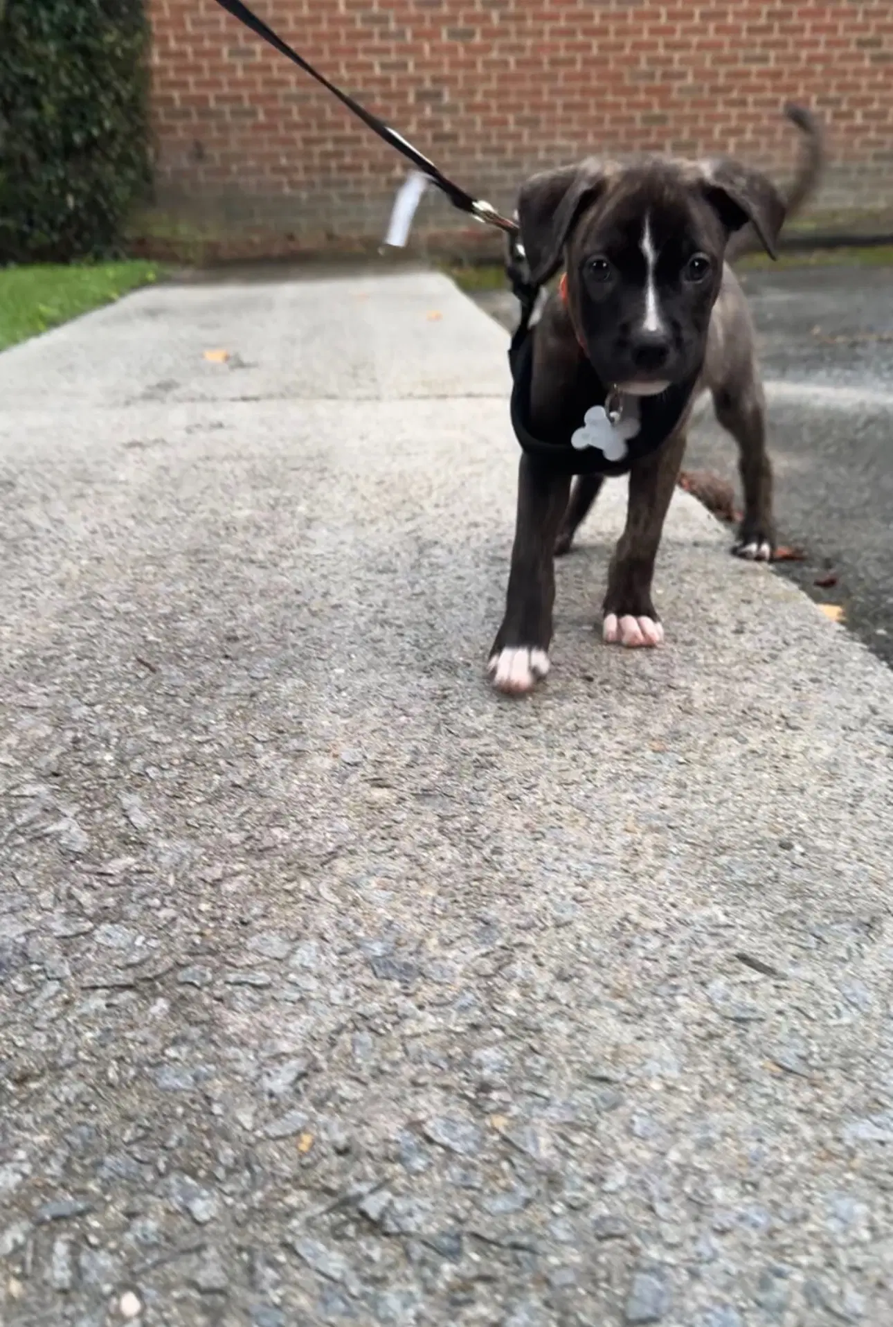 Willow Gatsbys Litter image 4