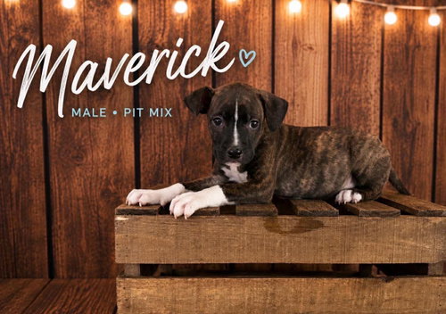 Photo 2 of Maverick (Gatsbys litter)