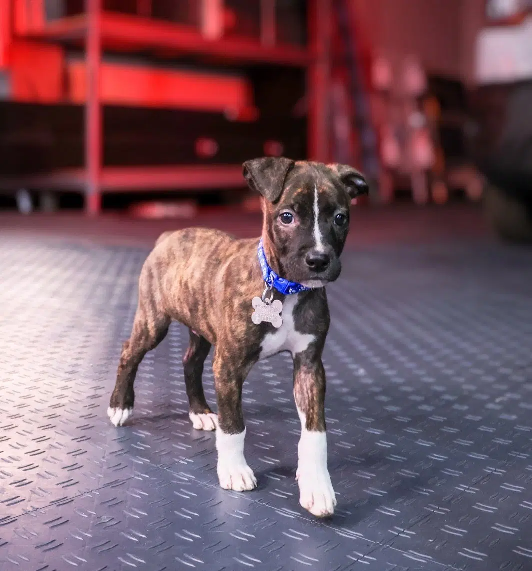 Maverick Gatsbys Litter - American Staffordshire Terrier
