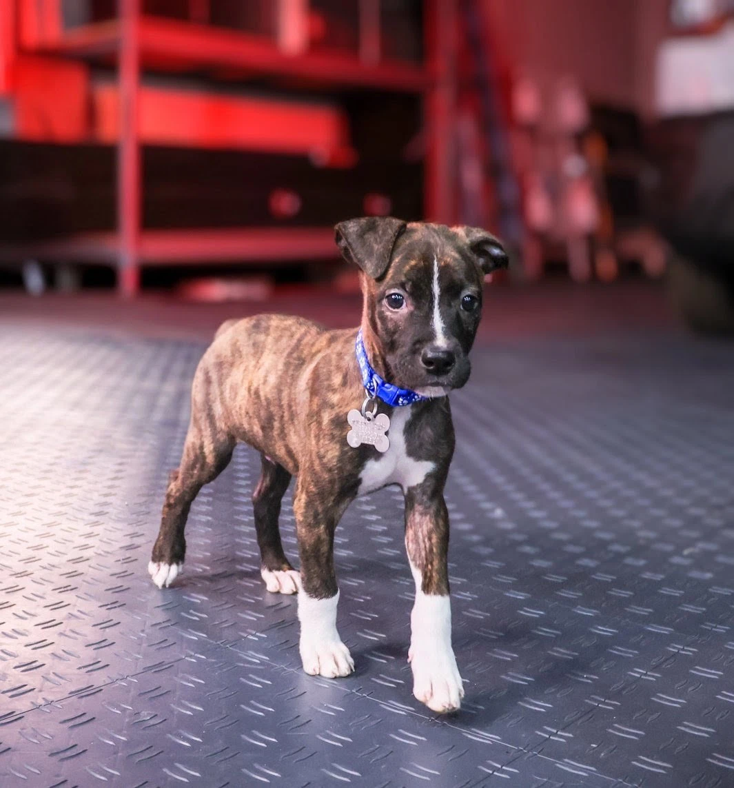 Maverick Gatsbys Litter