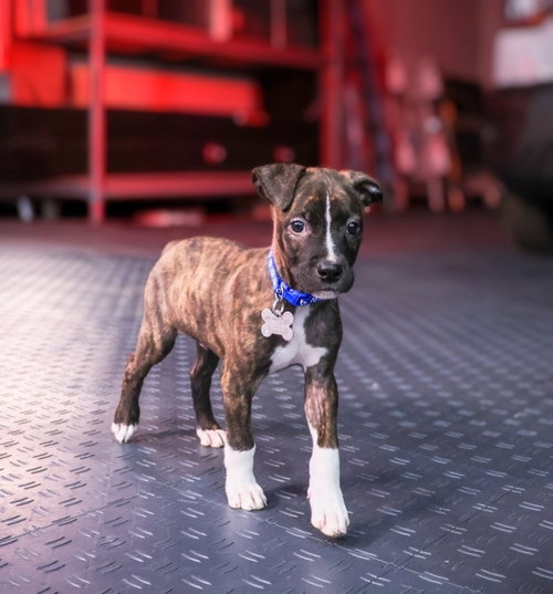Maverick (Gatsbys litter), a dog for adoption from Pawfect Match Rescue