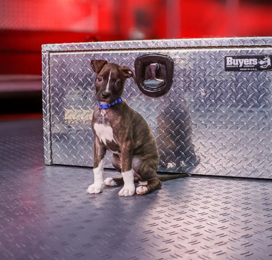 Maverick Gatsbys Litter image 3