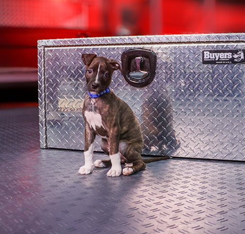 Photo 3 of Maverick (Gatsbys litter)