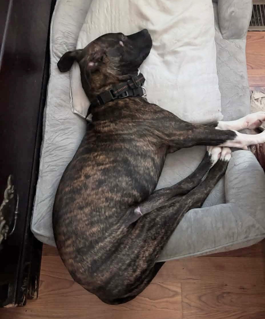 Maverick (Gatsbys litter)