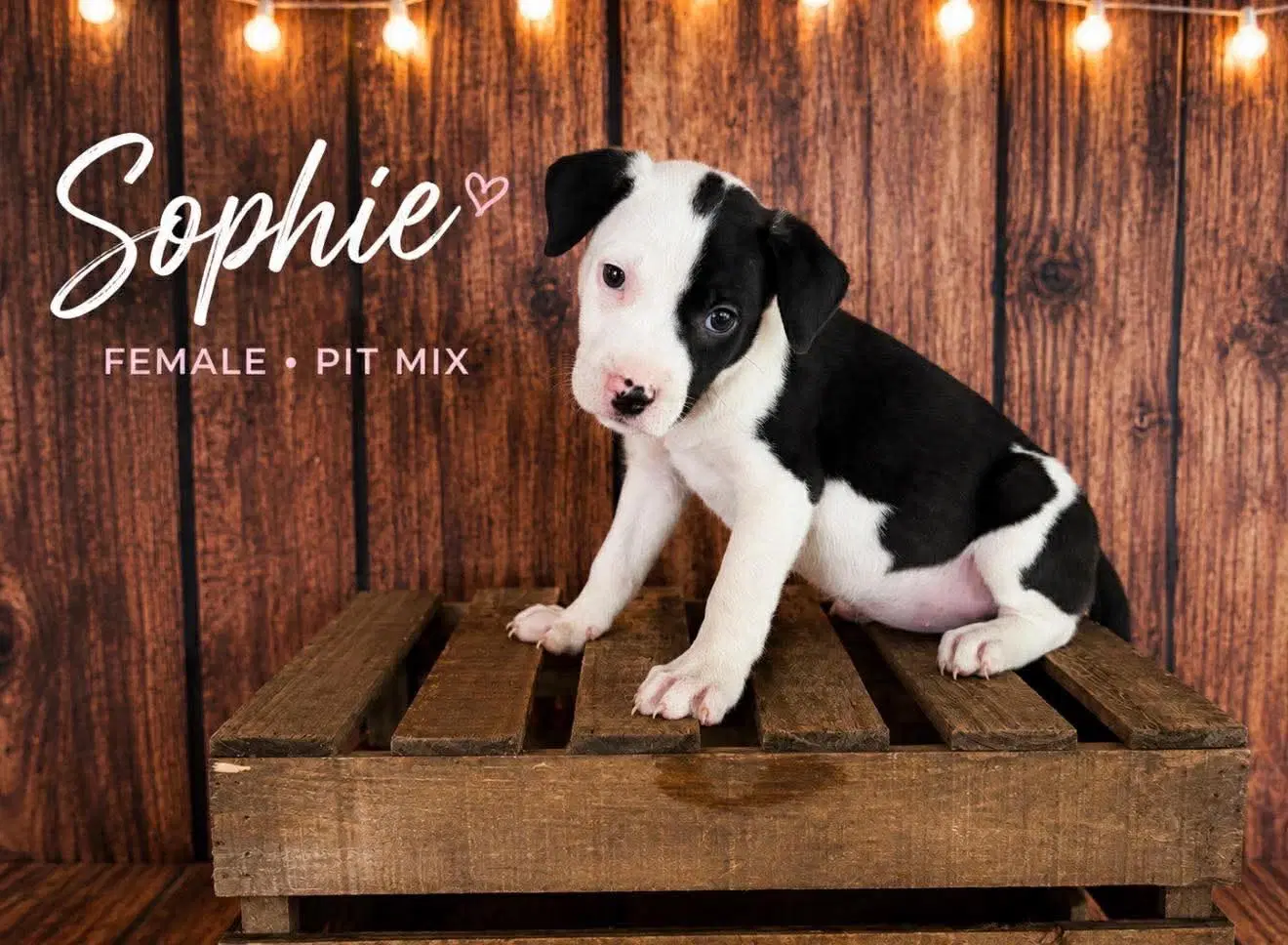 Sophie Gatsbys Litter - American Staffordshire Terrier