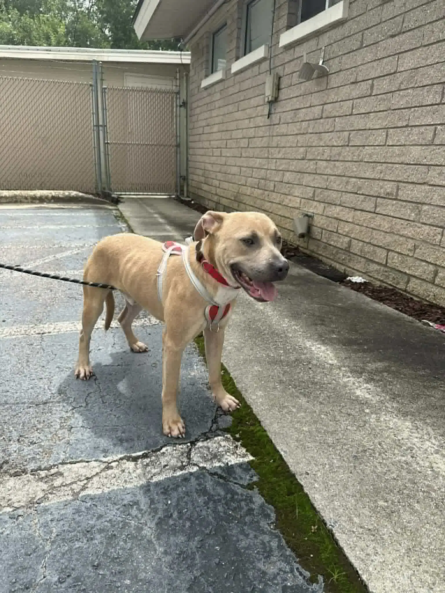 Blue - American Pit Bull Terrier