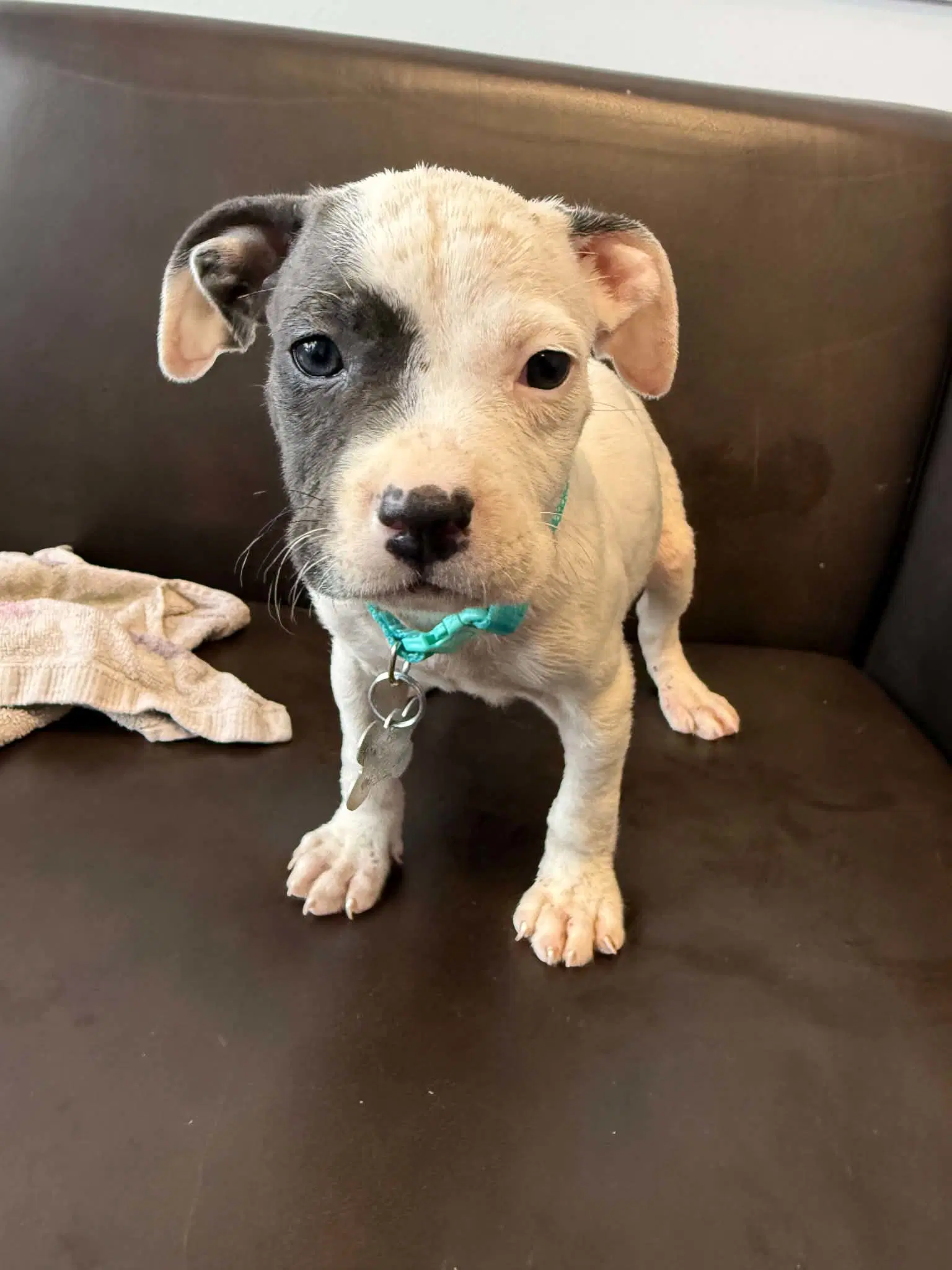 Pin - Pit Bull Terrier