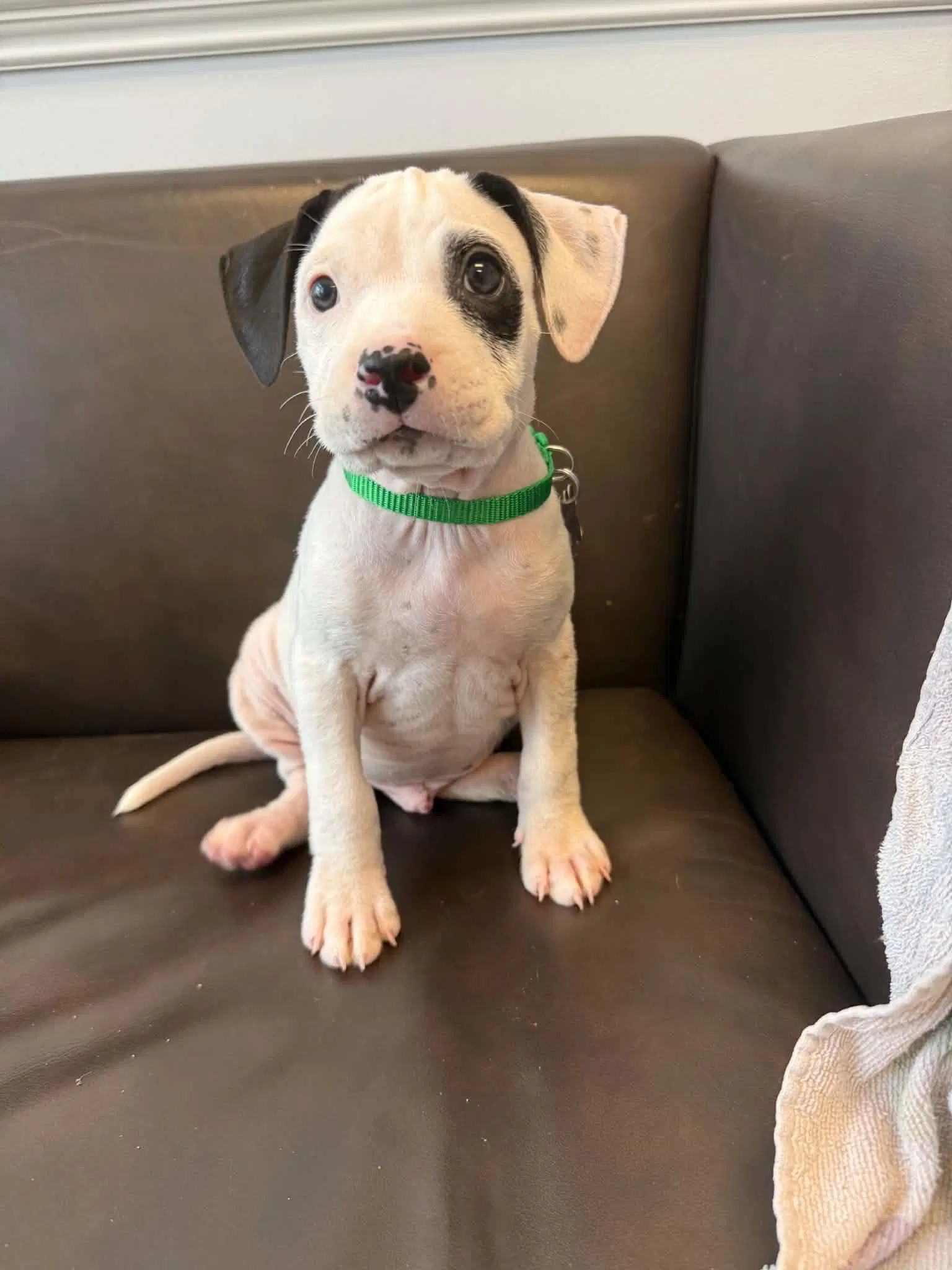 Button - Pit Bull Terrier
