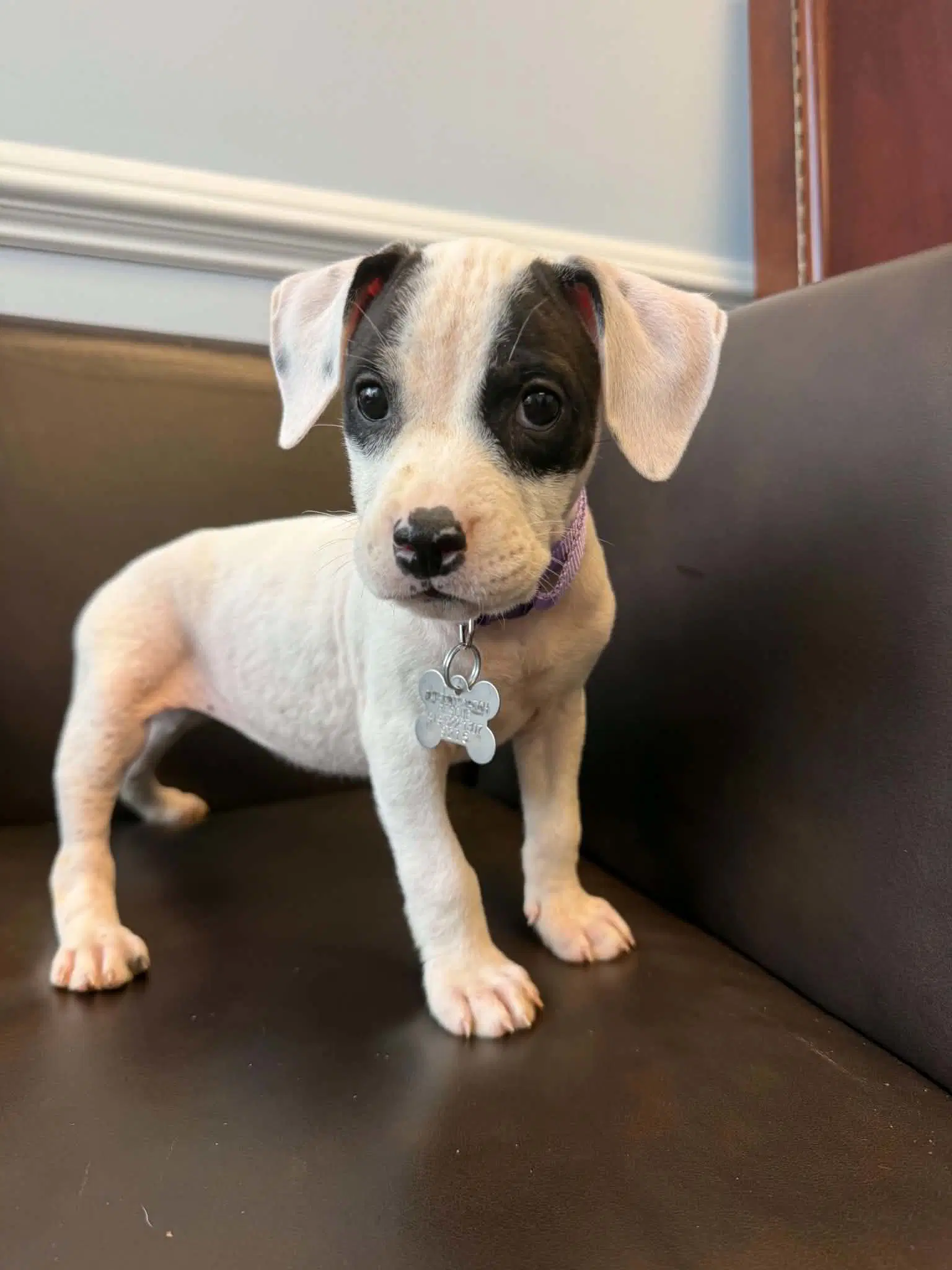 Patch - Pit Bull Terrier