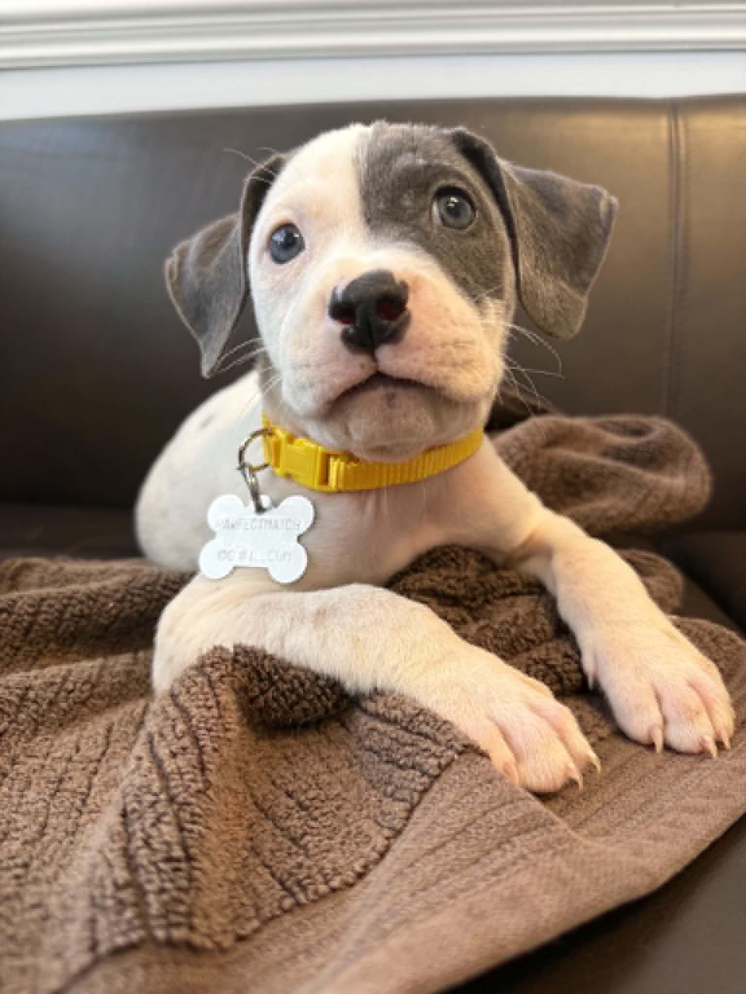 Thimble - Pit Bull Terrier