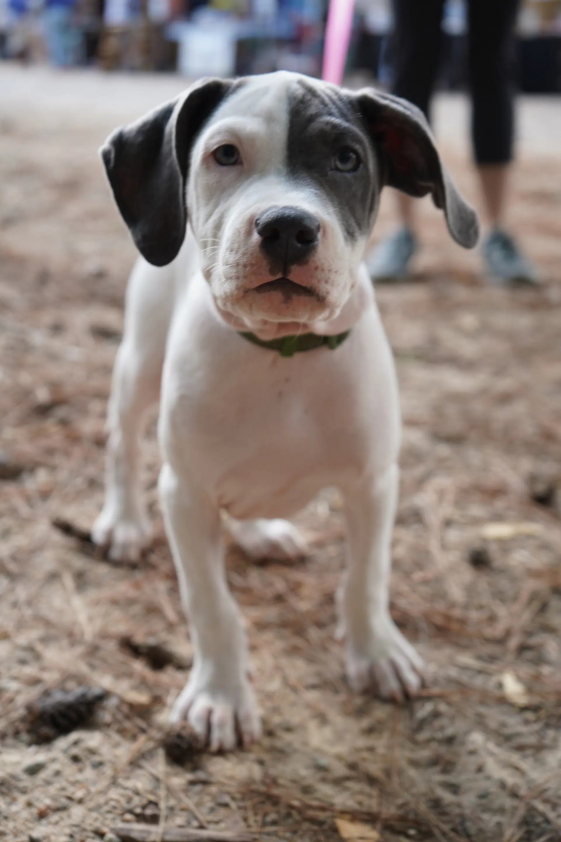 Thimble - Sewing Litter - Pit Bull Terrier