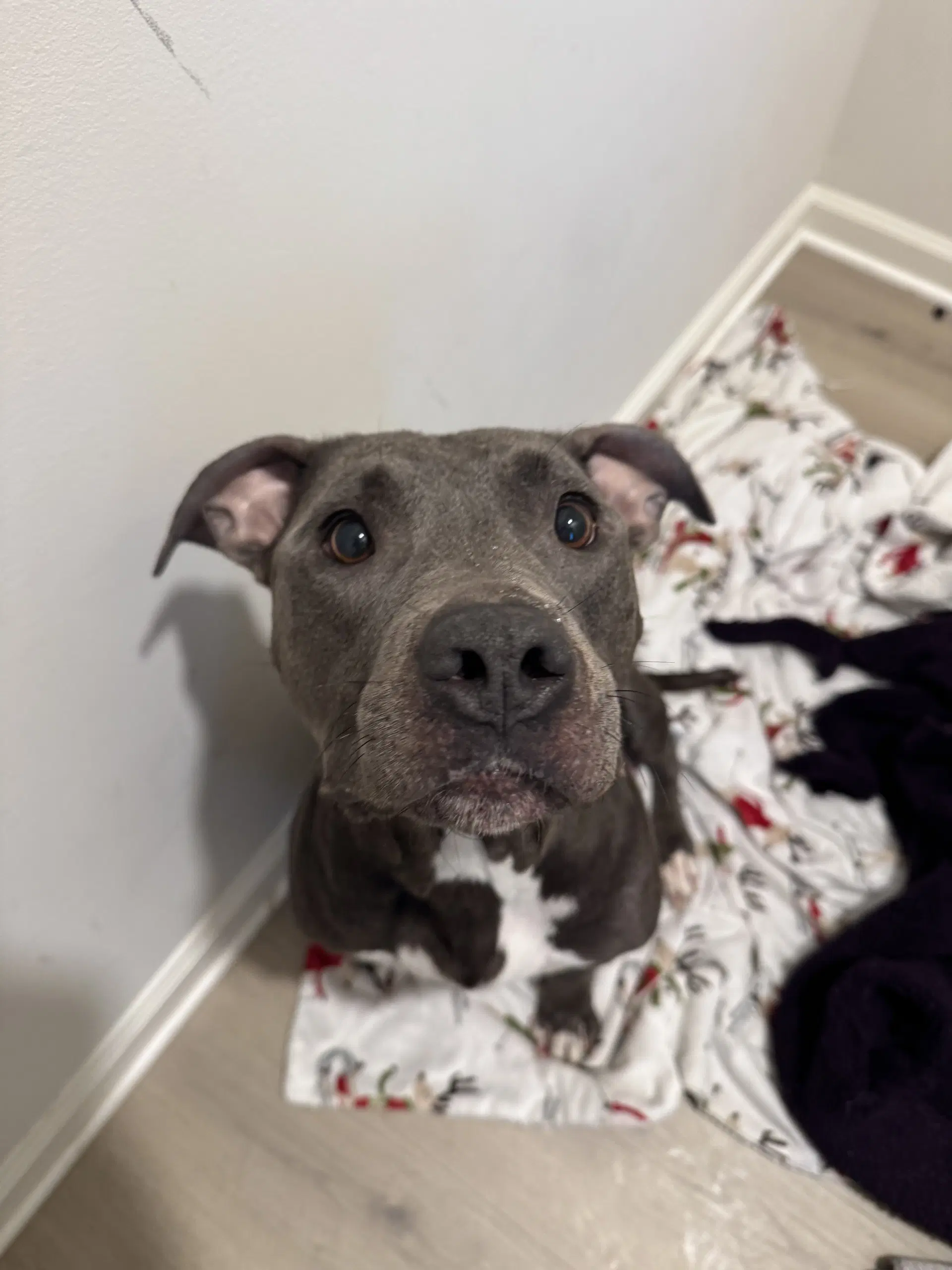 Milwaukee - American Pit Bull Terrier