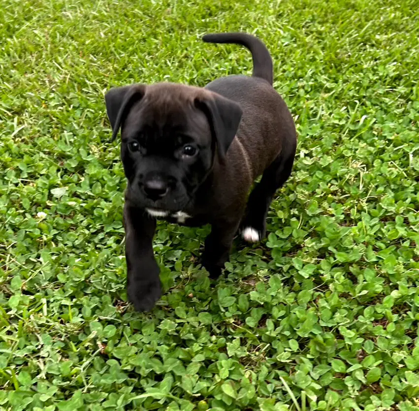 Nougat - Labrador Retriever