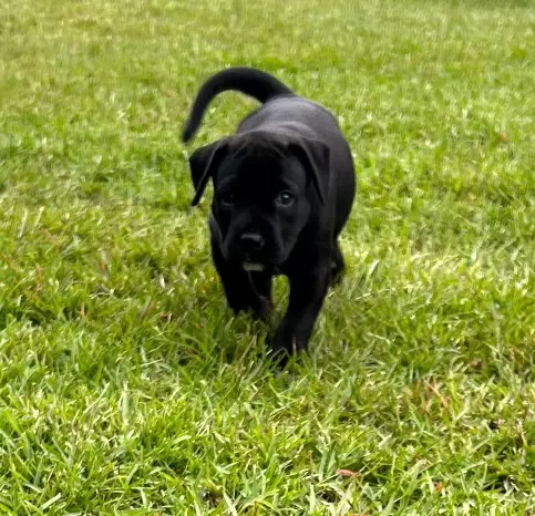 Cocobean - Labrador Retriever