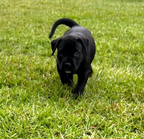 Cocobean