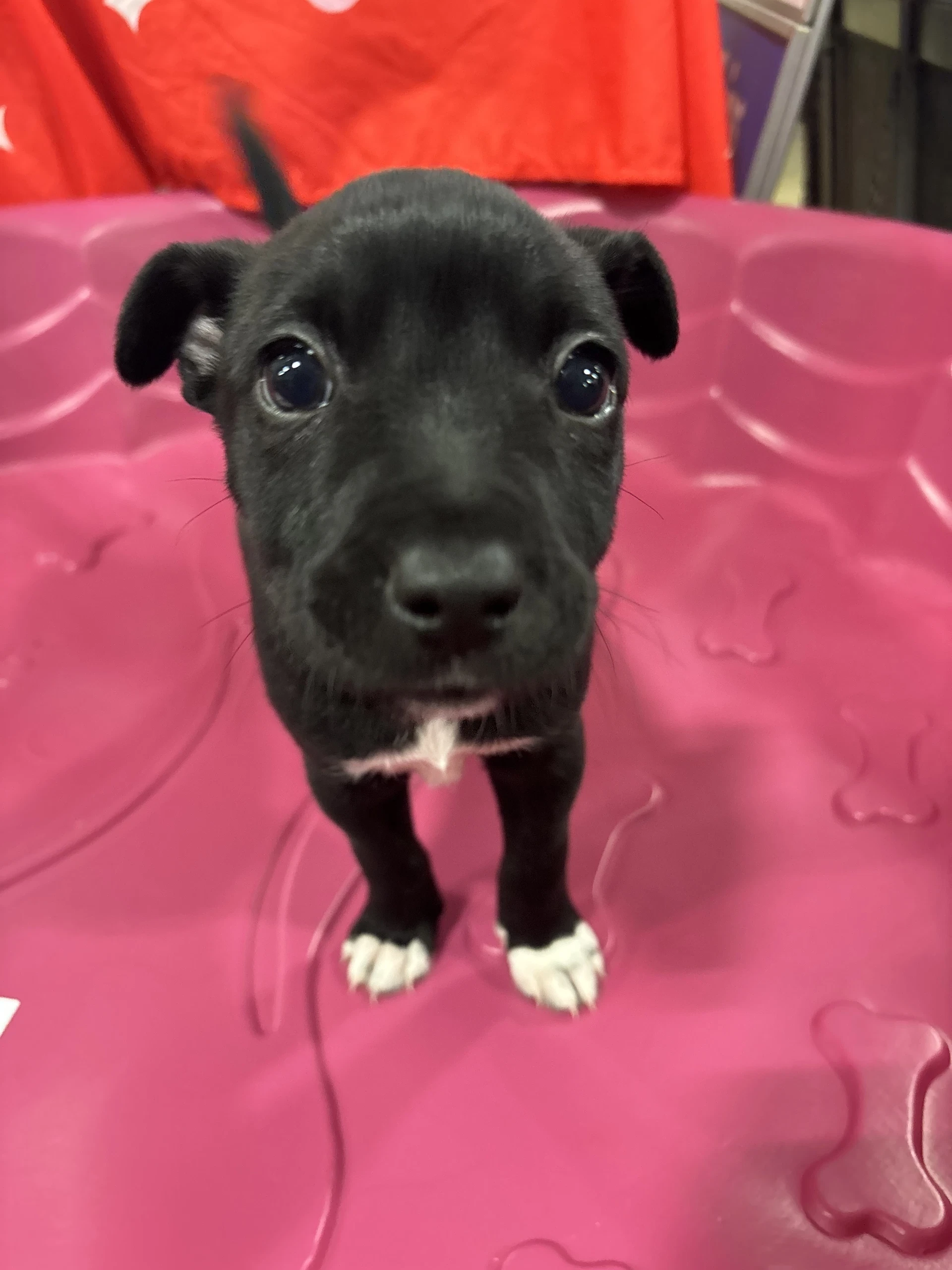 Ron Harry Potter Litter