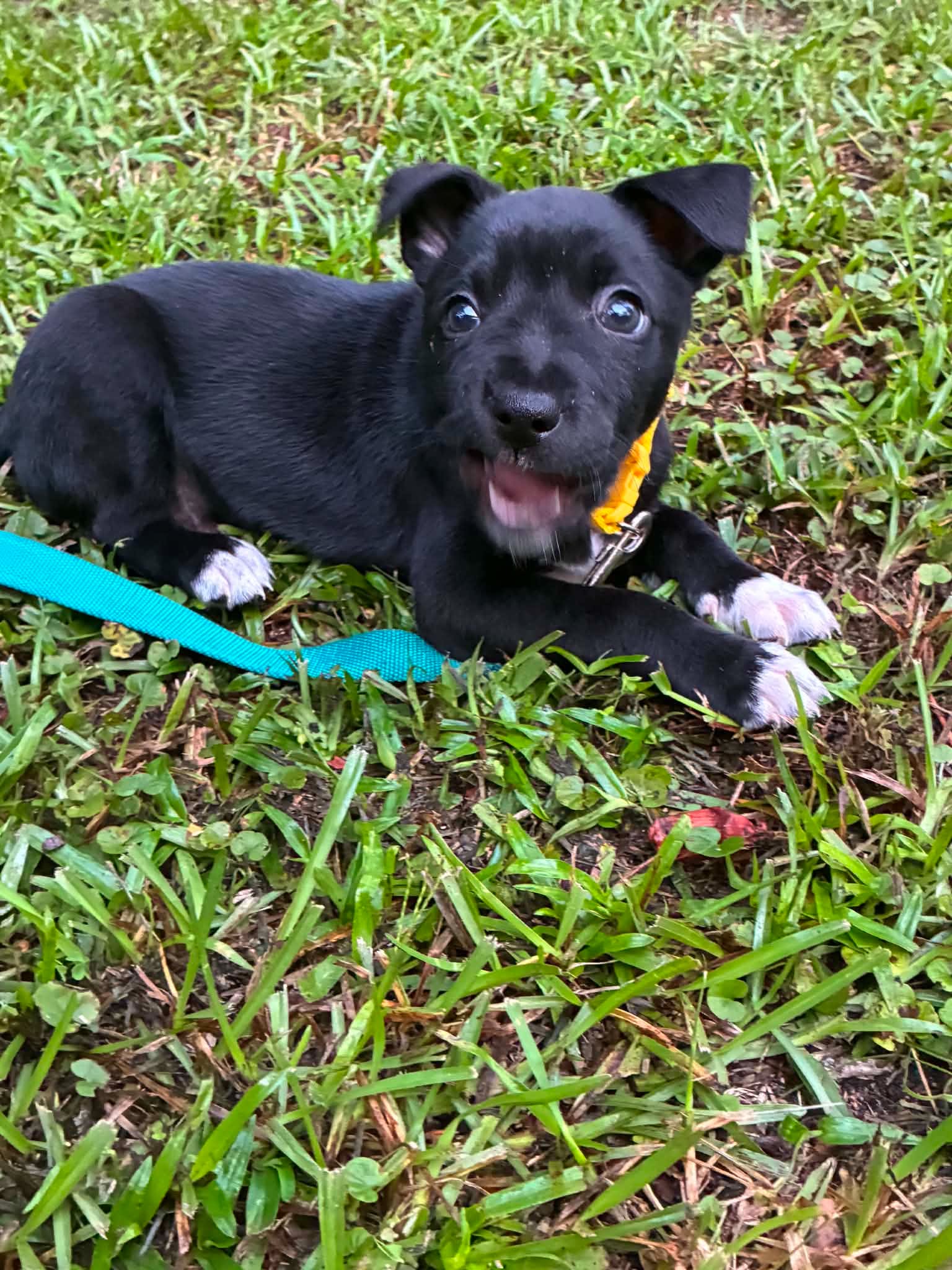 Ron Harry Potter Litter image 2