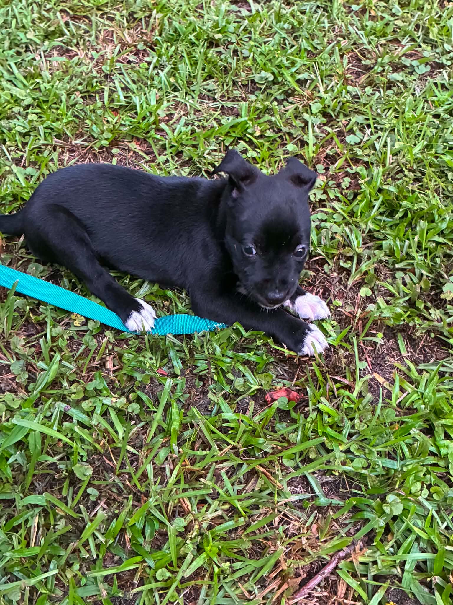 Ron Harry Potter Litter image 3