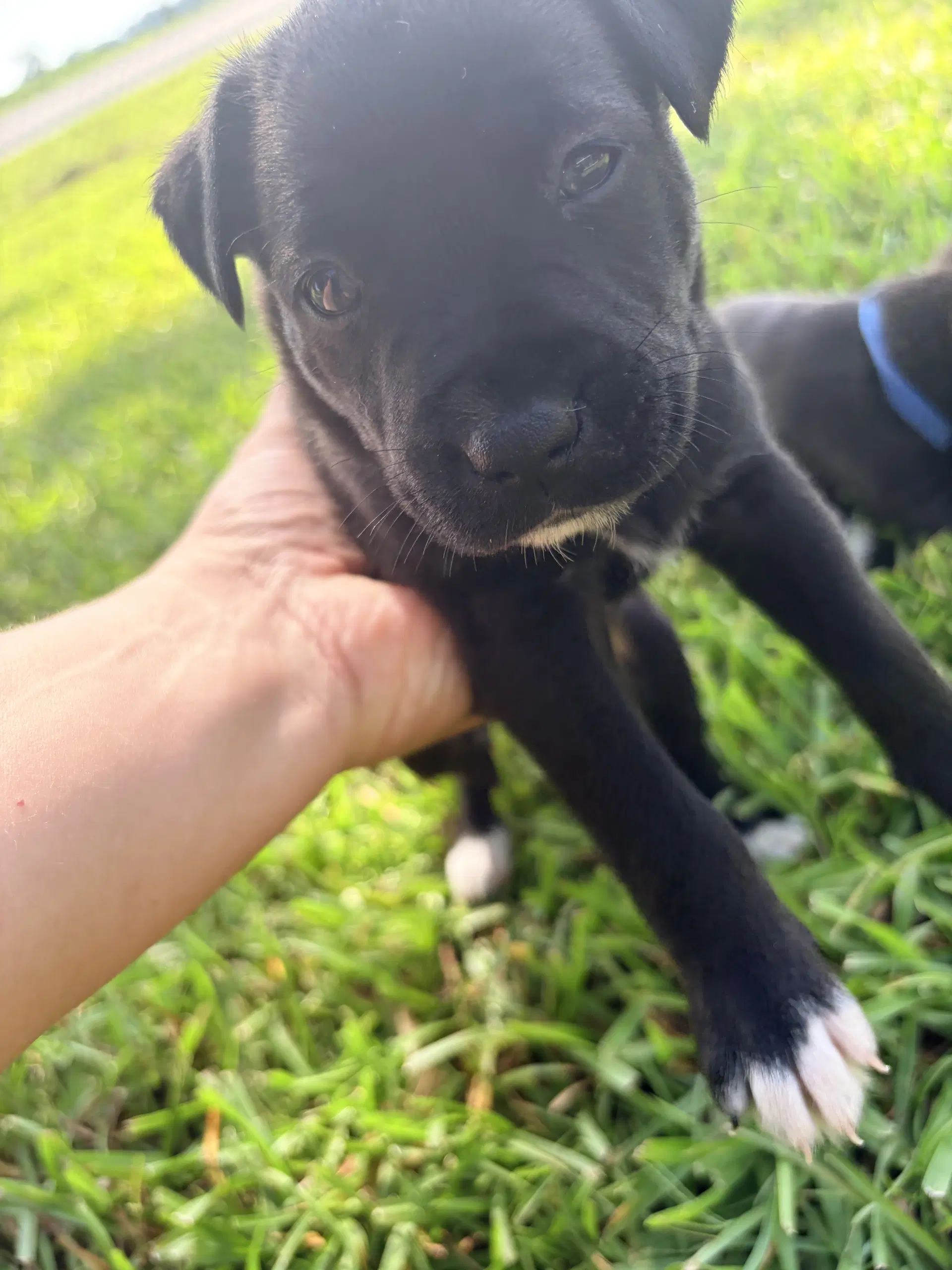 Harry Harry Potter Litter image 3