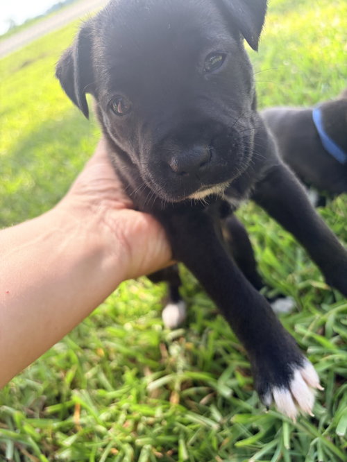 Photo 3 of Harry (Harry Potter Litter)