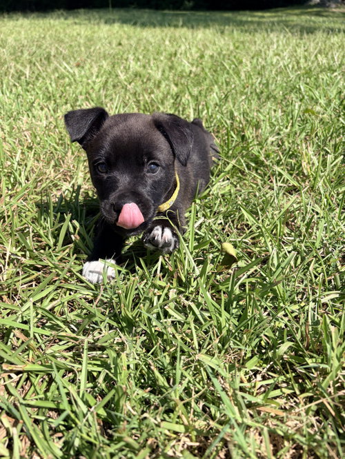 Photo 2 of Harry (Harry Potter Litter)