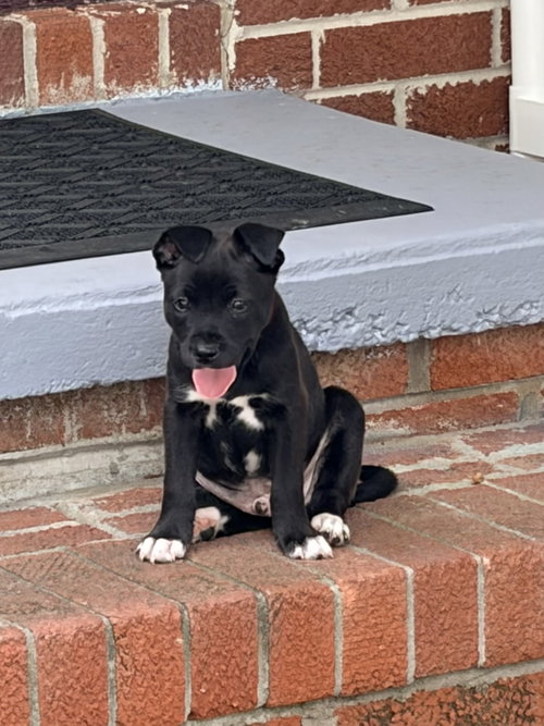 Harry (Harry Potter Litter), a dog for adoption from Pawfect Match Rescue