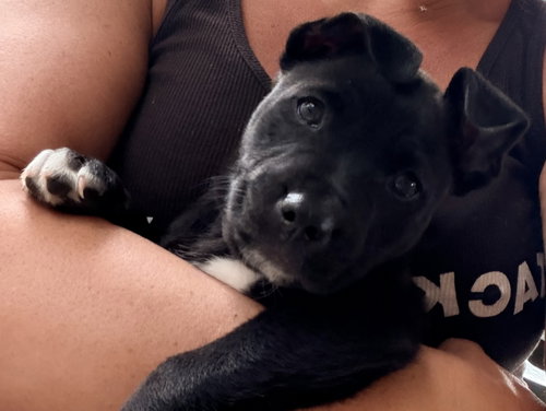 Photo 5 of Harry (Harry Potter Litter)
