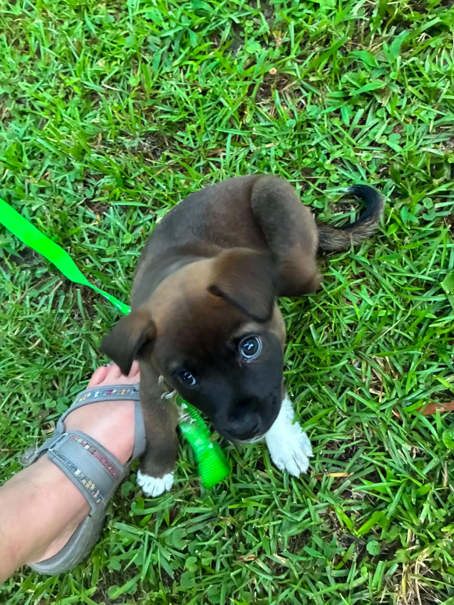 Snape Harry Potter Litter image 2