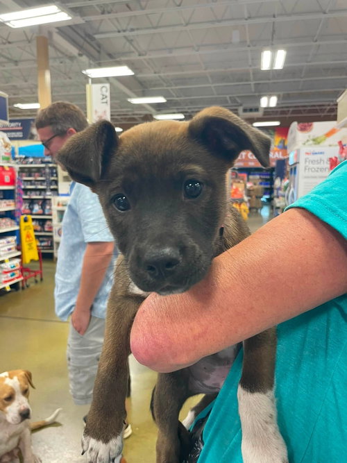 Snape (Harry Potter litter), a dog for adoption from Pawfect Match Rescue