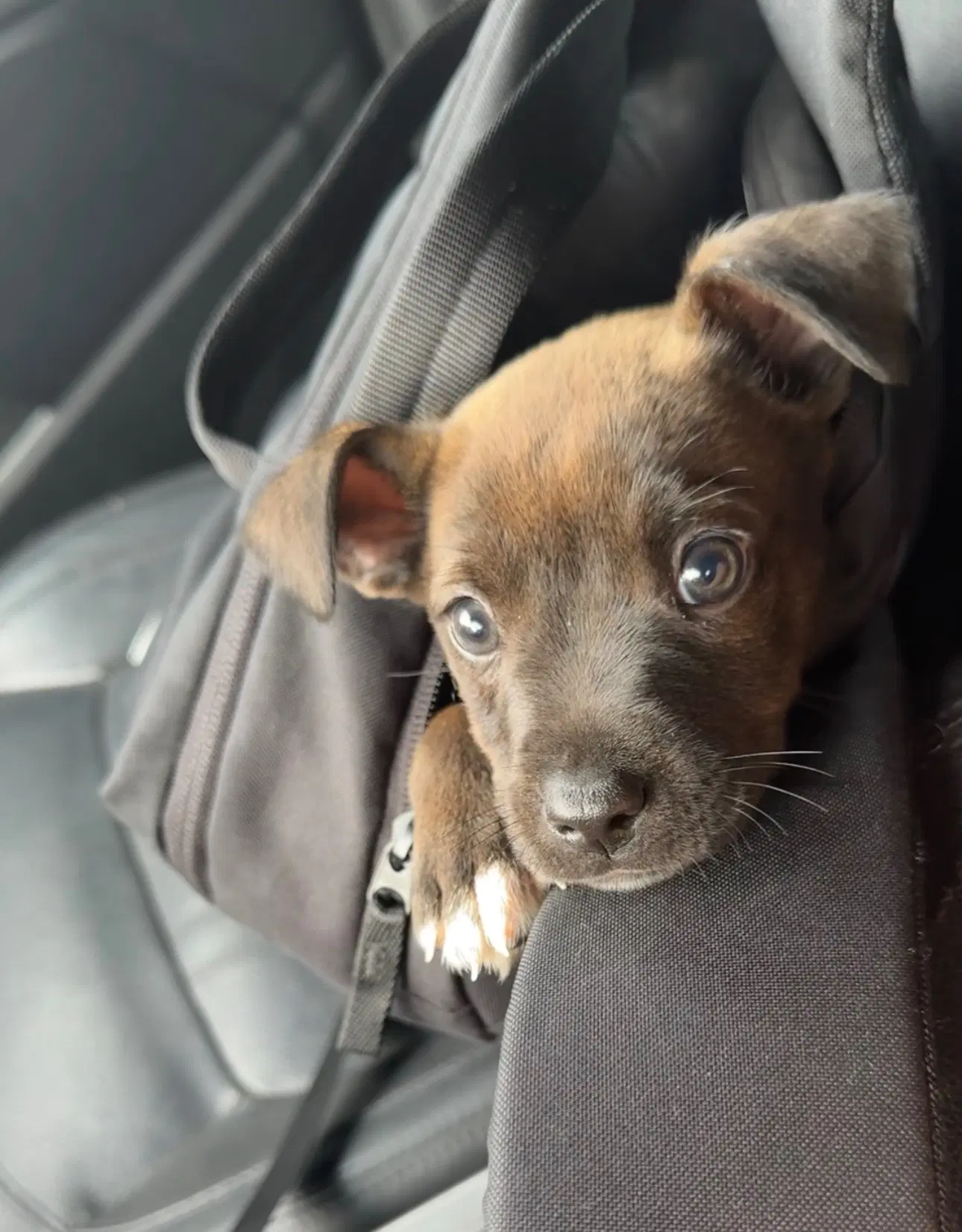Sirius Harry Potter Litter - Labrador Retriever