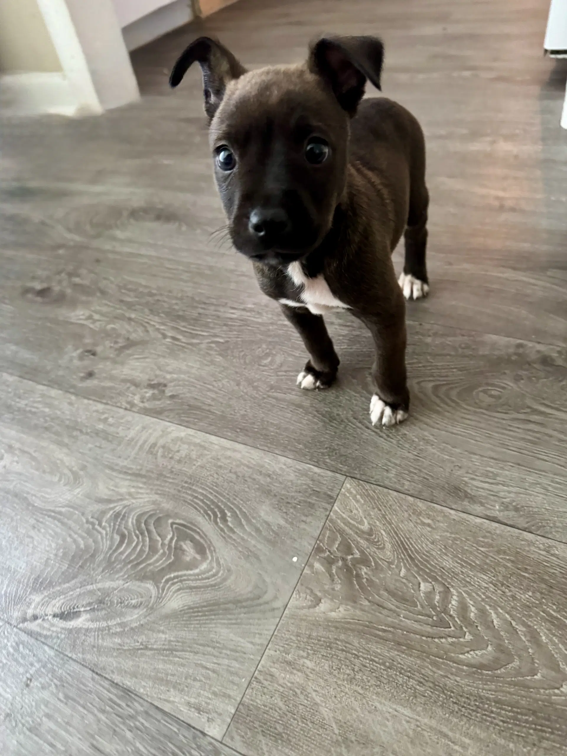 Sirius Harry Potter Litter image 2