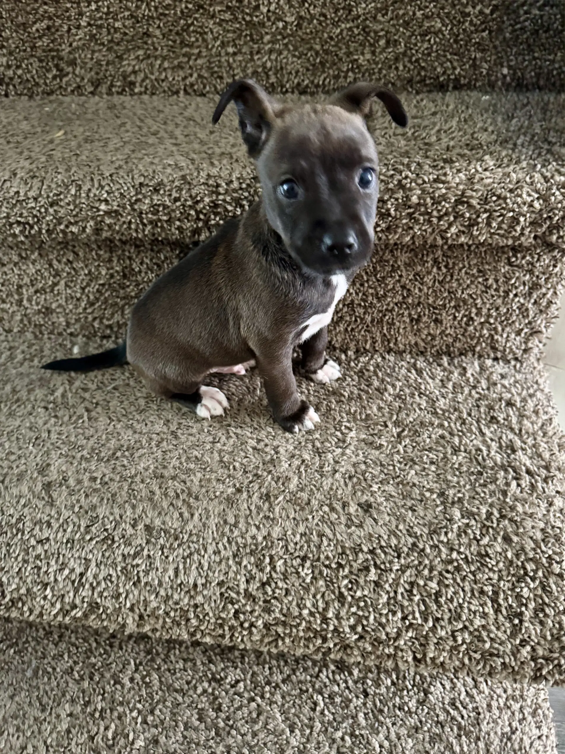 Sirius Harry Potter Litter image 3