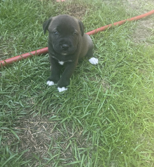 Hermione (Harry Potter litter), a dog for adoption from Pawfect Match Rescue