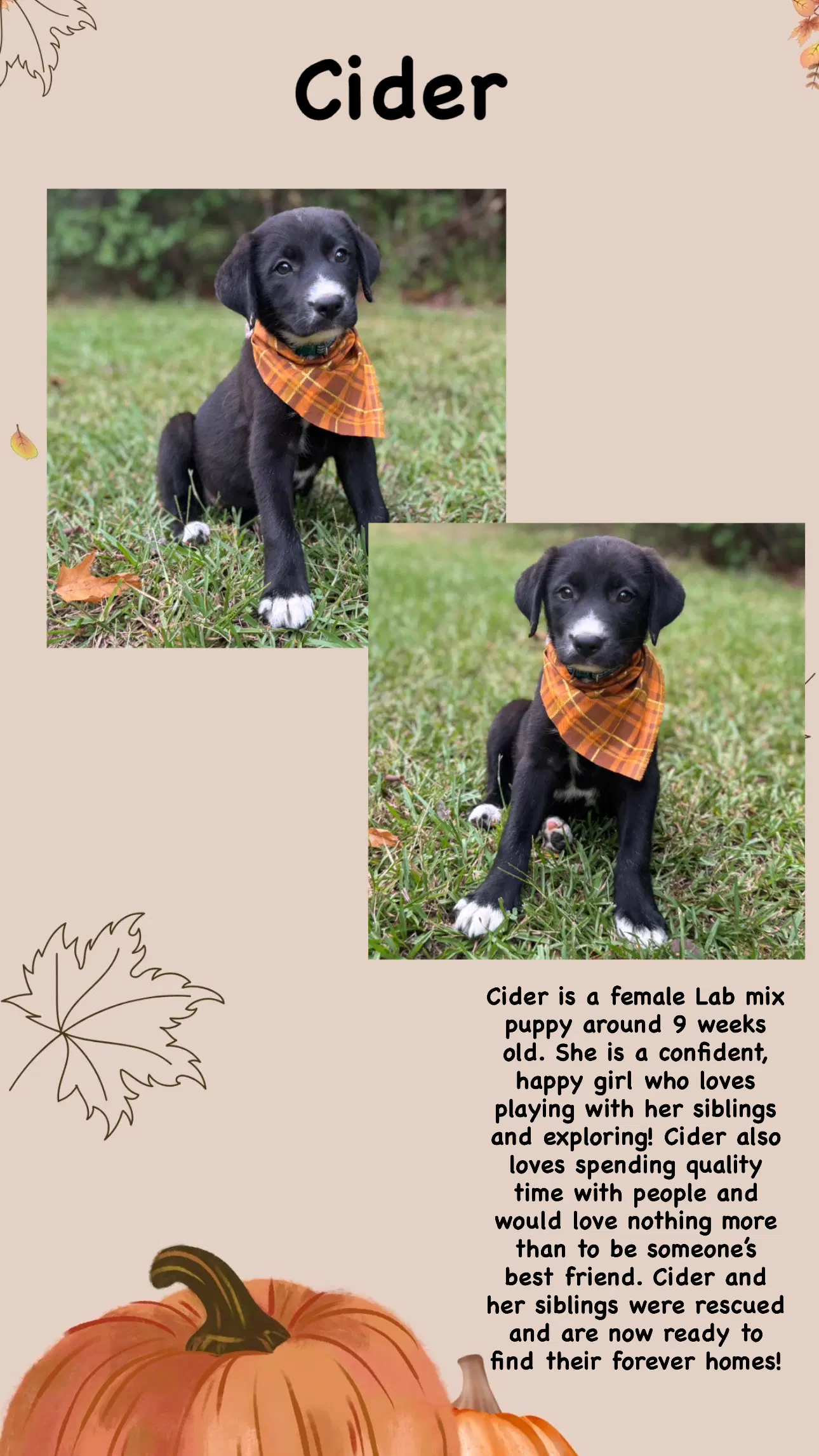 Cider - Labrador Retriever