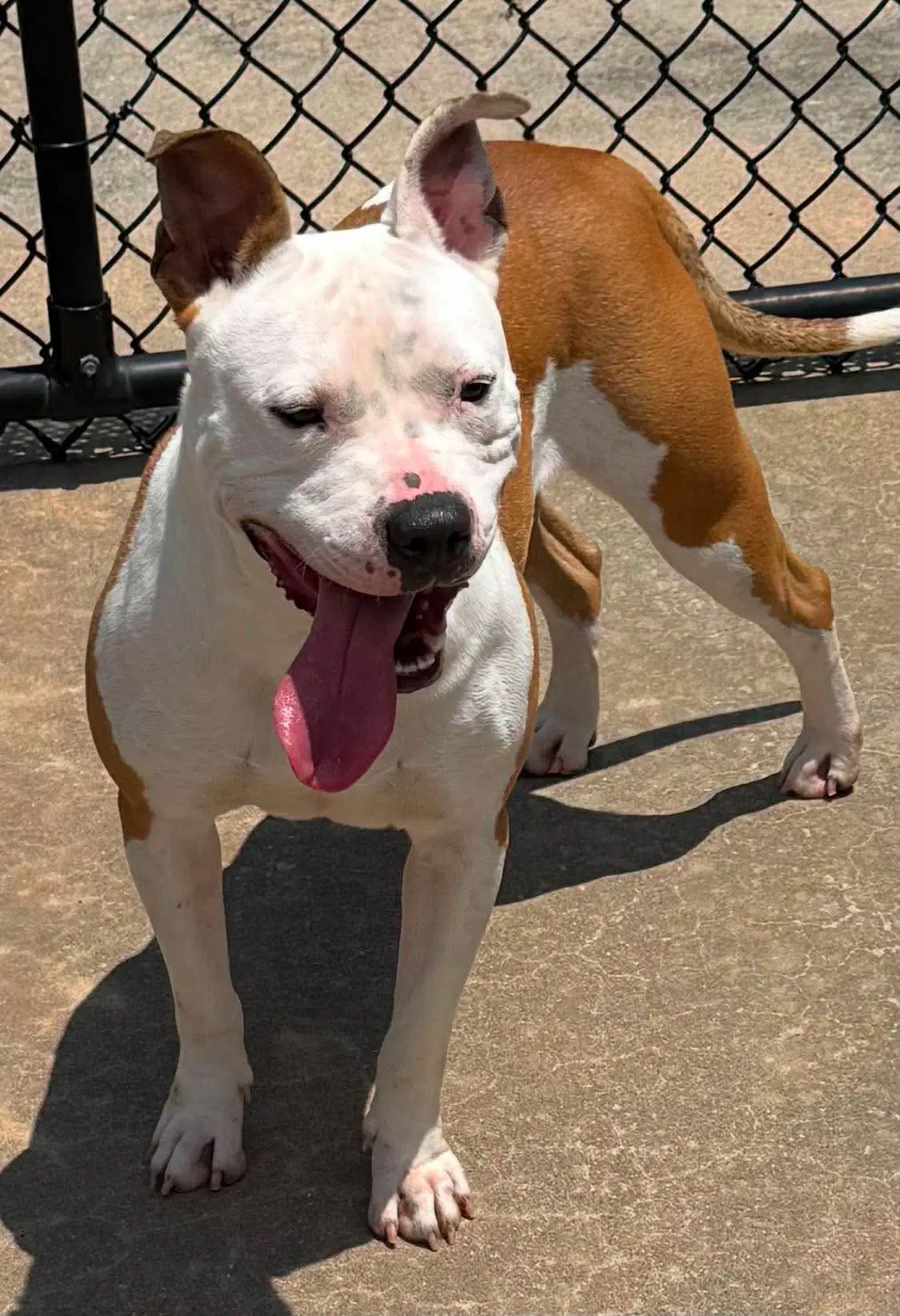 Kiya - American Pit Bull Terrier