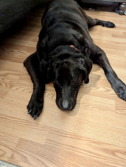 Ruger, photo 2
