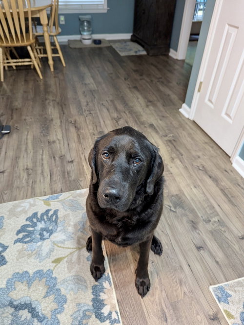 Ruger, photo 3