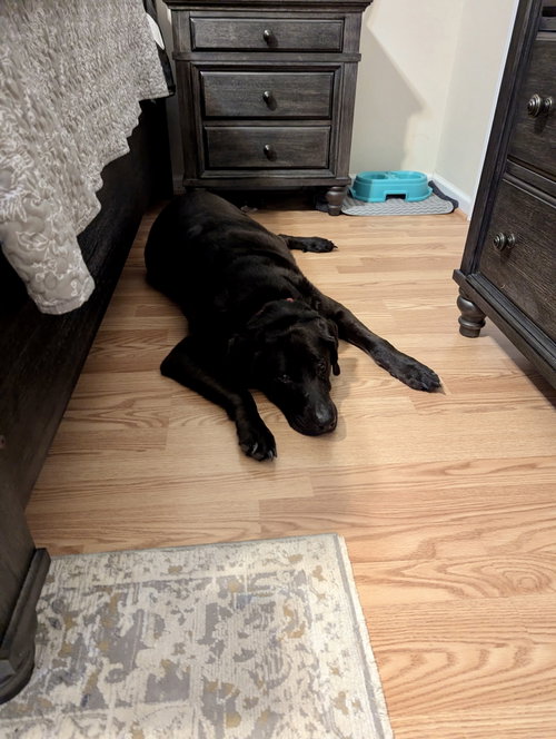 Ruger, photo 6