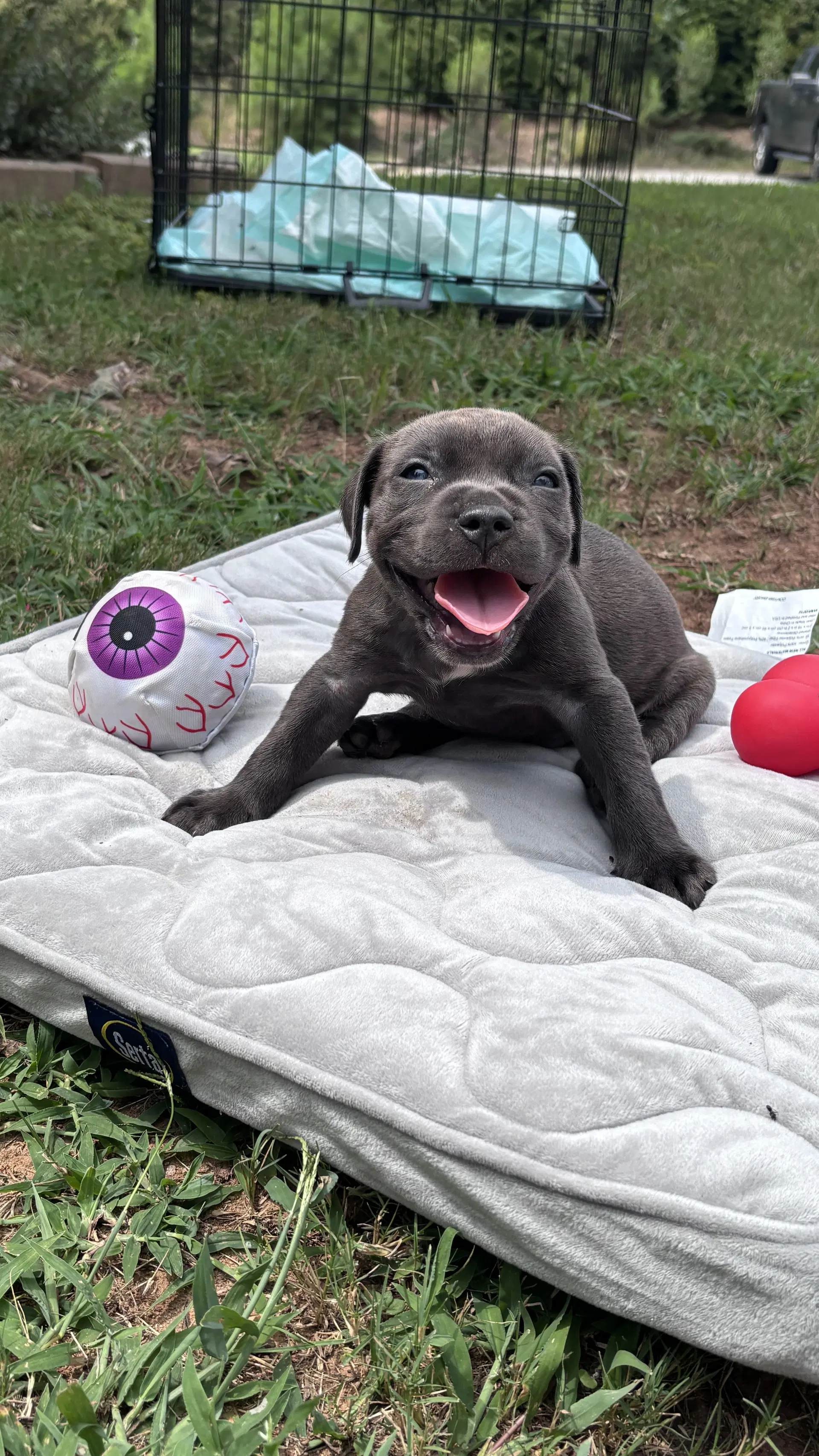 Pebbles - Cora's Litter - American Staffordshire Terrier