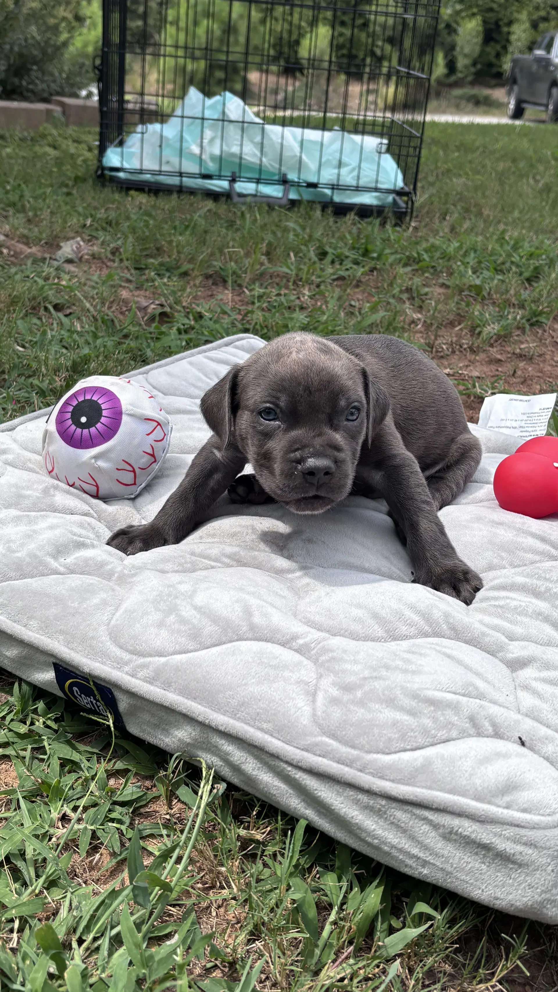 Pebbles - Cora's Litter image 2