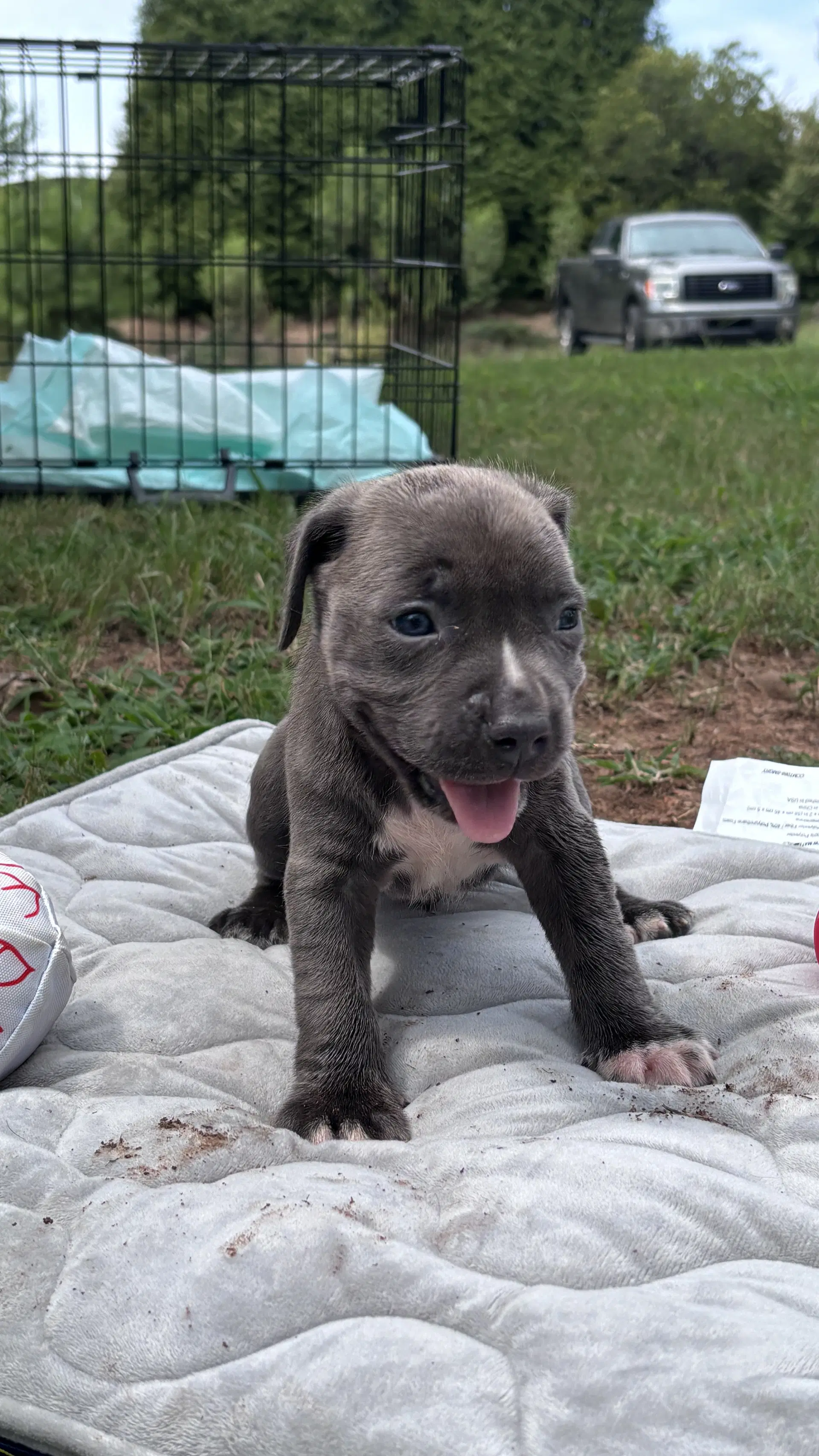 Rusty - Cora's Litter - American Staffordshire Terrier