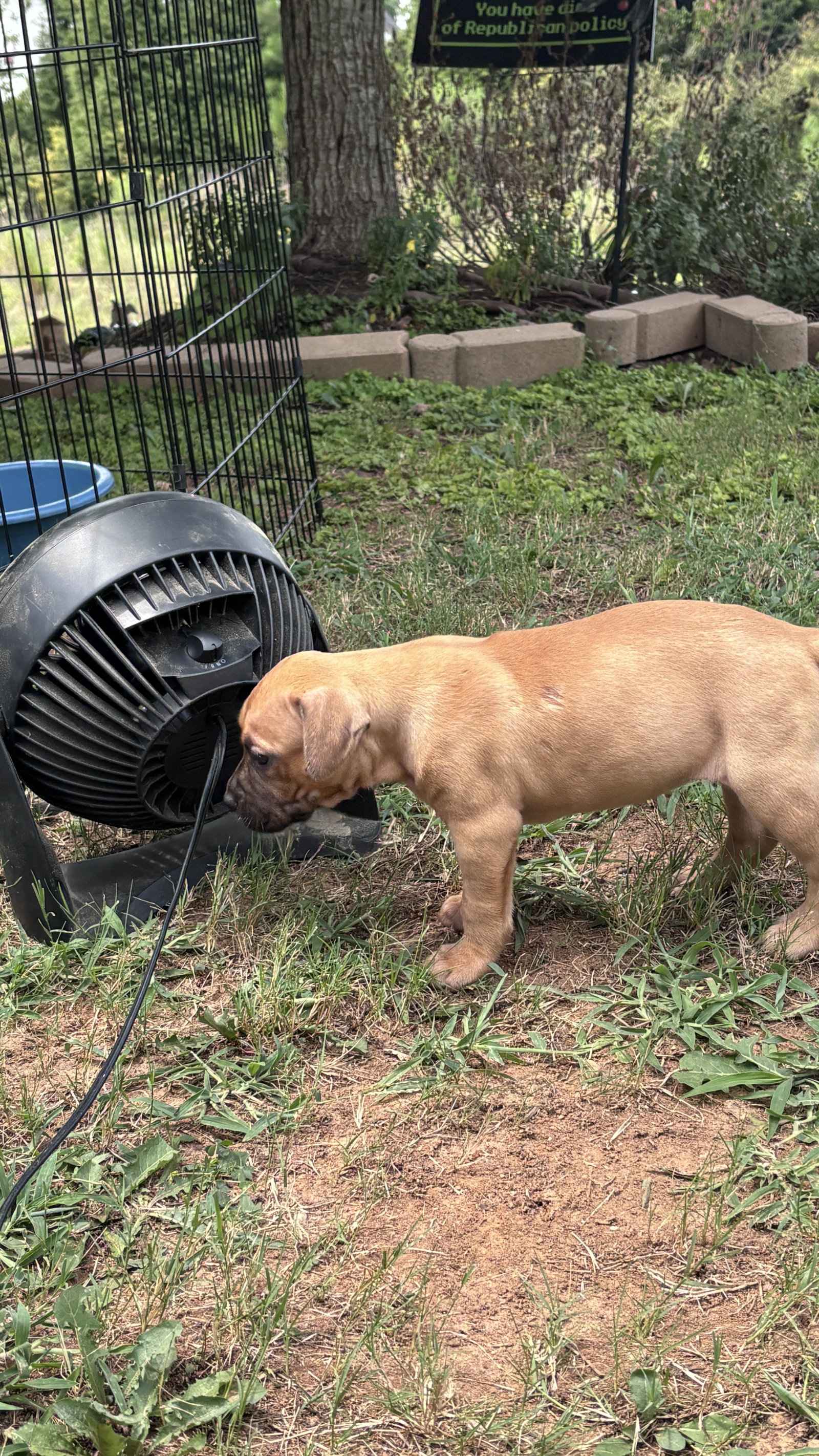 Becky - Cora's Litter