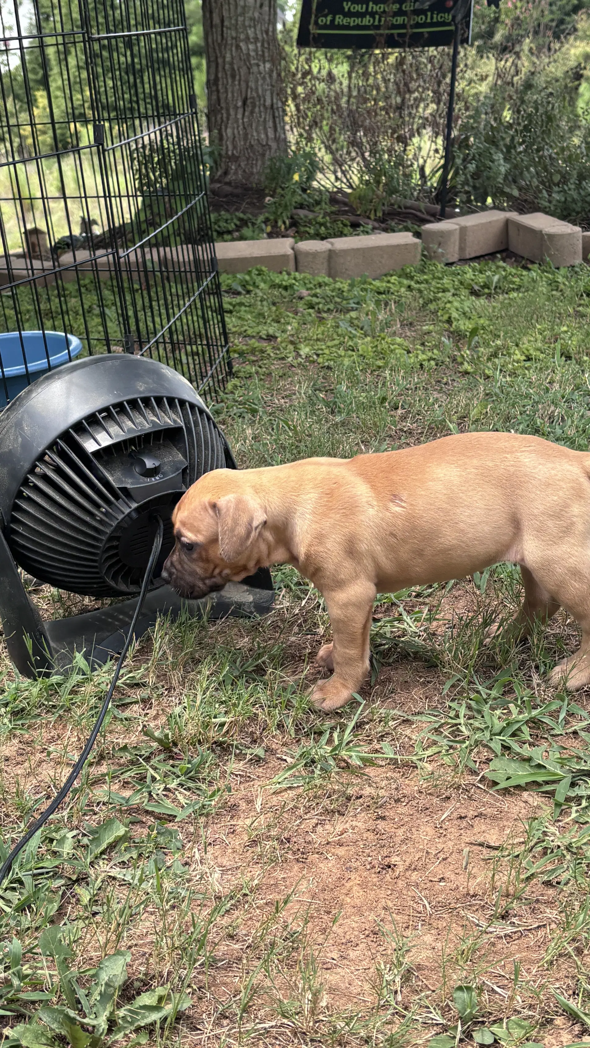 Becky - Cora's Litter - American Staffordshire Terrier