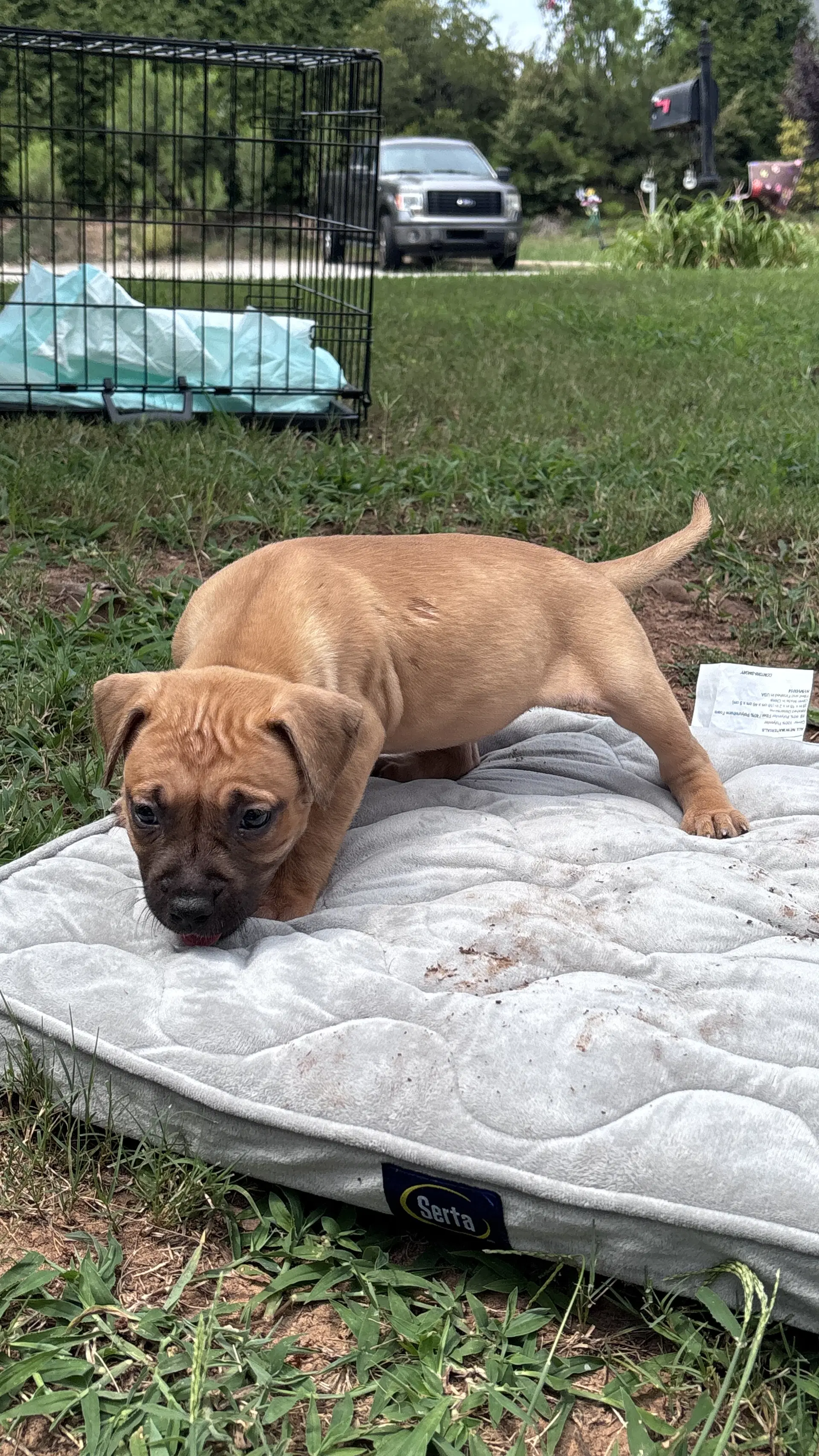 Becky - Cora's Litter image 2