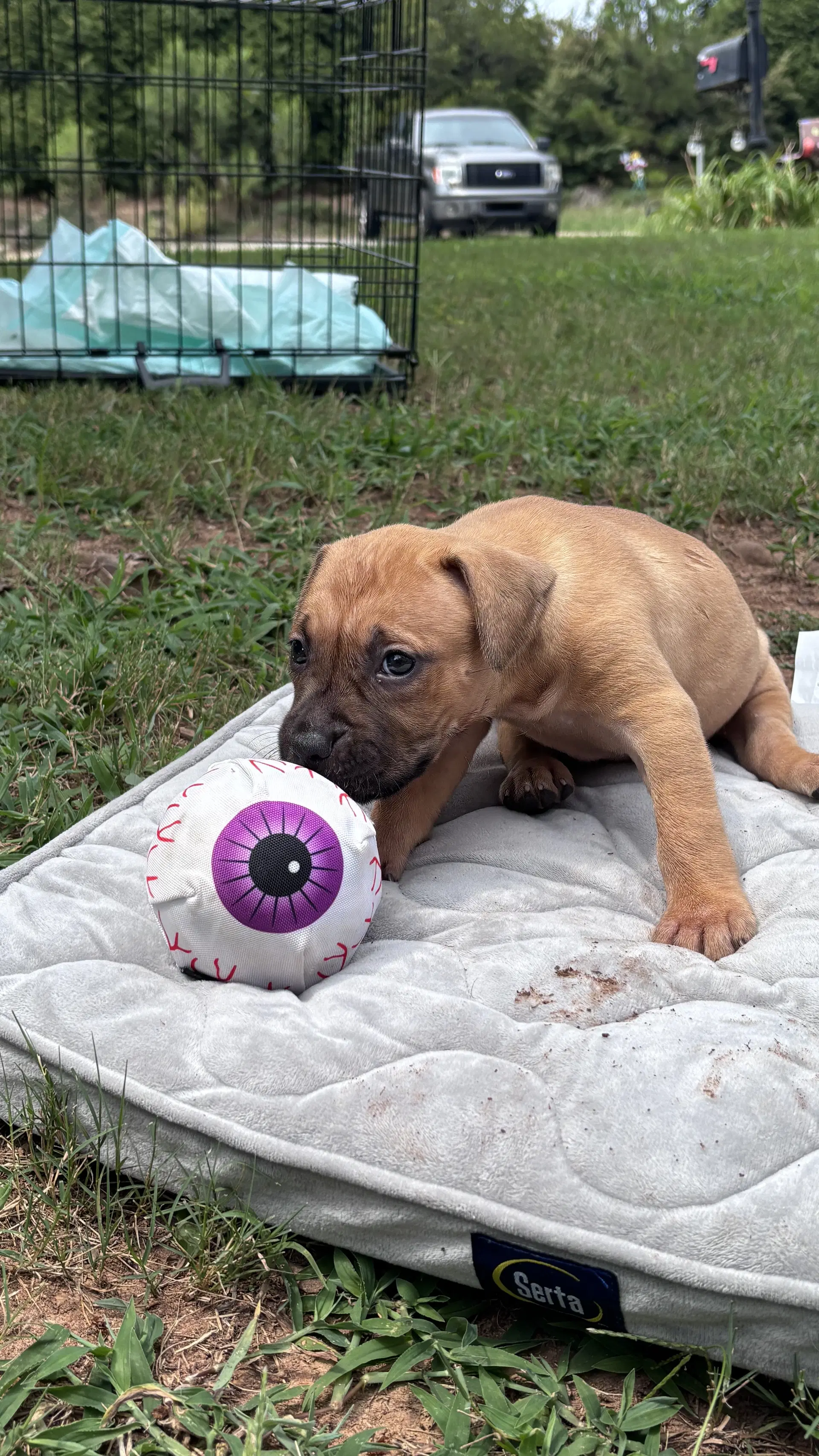 Becky - Cora's Litter image 3