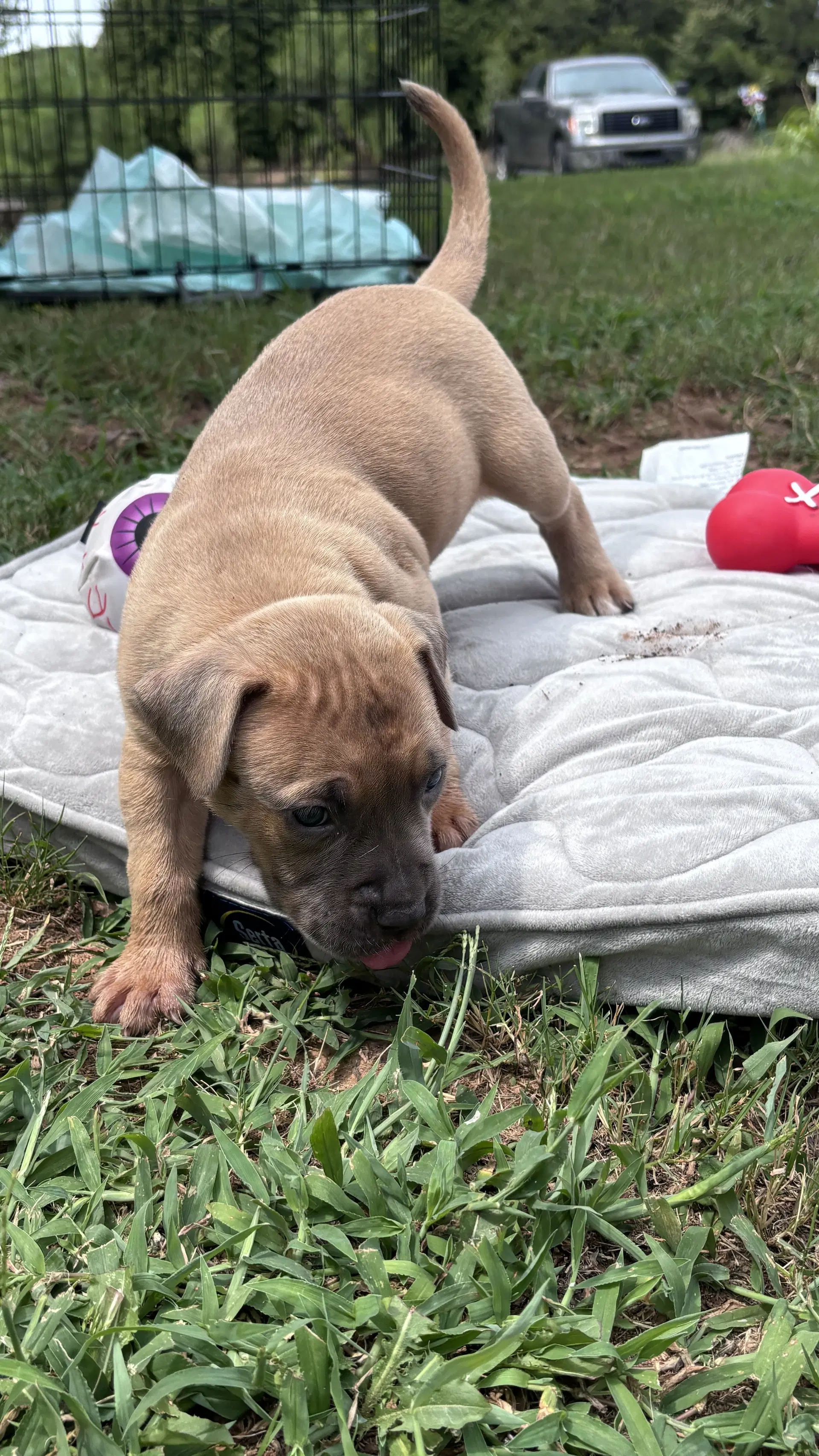 Twinkie - Cora's Litter - American Staffordshire Terrier