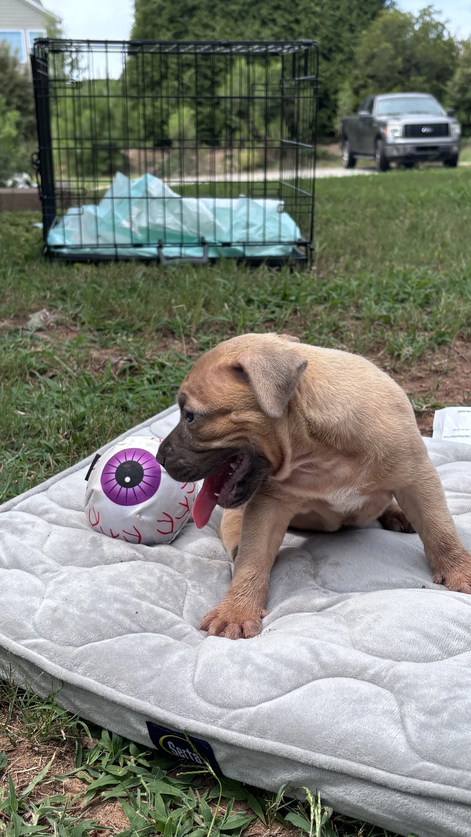 Twinkie - Cora's Litter image 2
