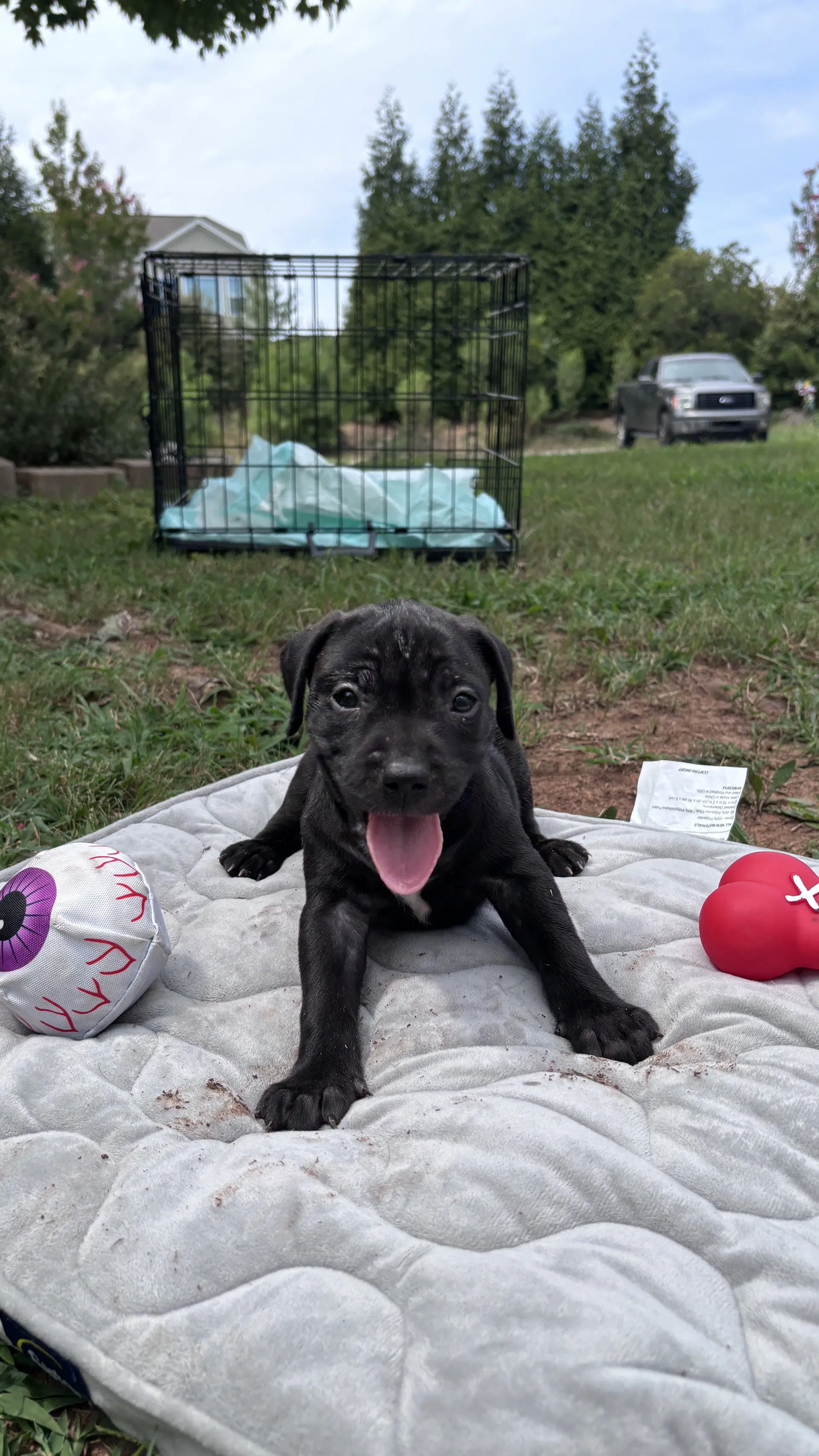 Bear- Cora's Litter - American Staffordshire Terrier