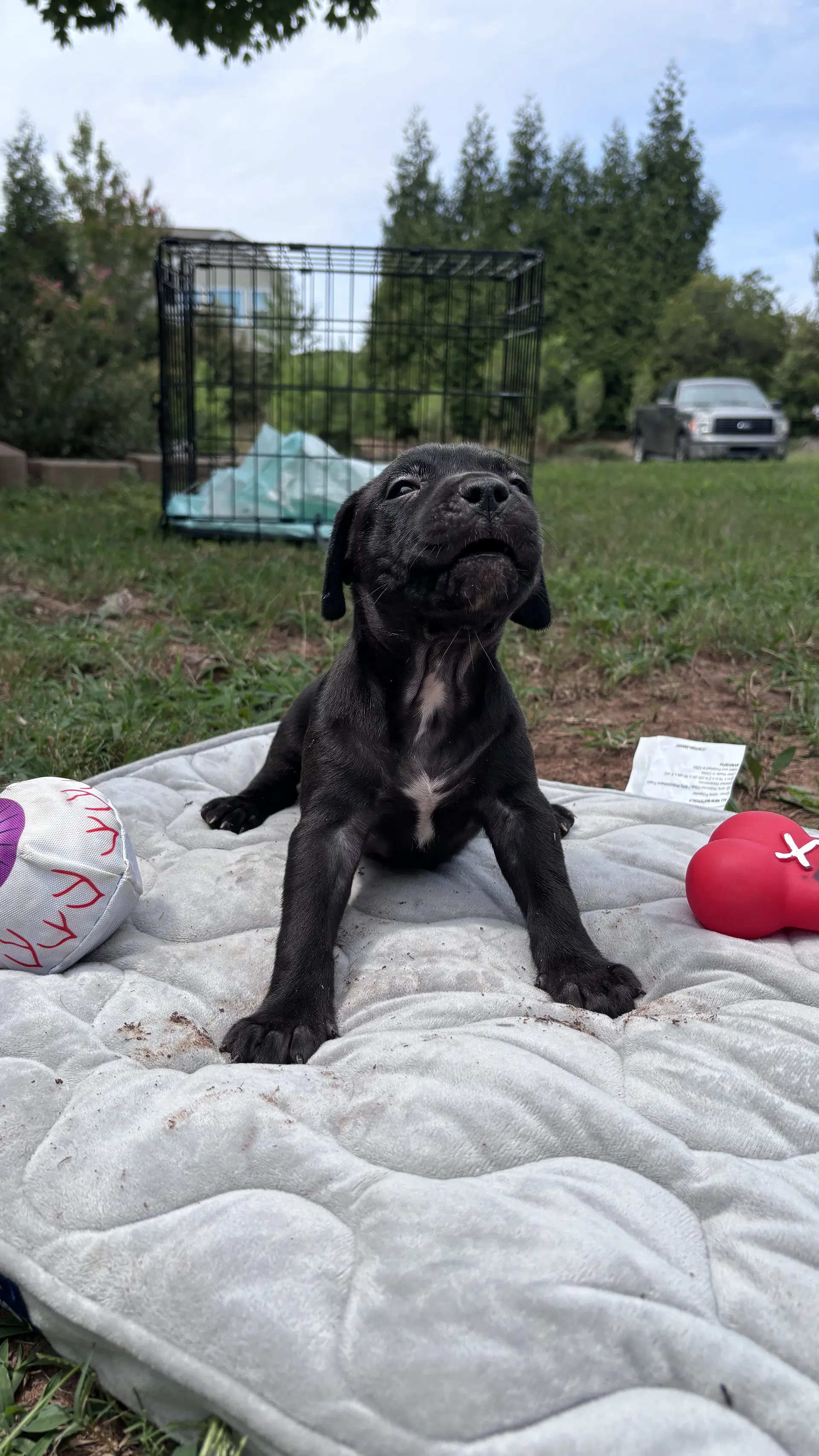 Bear- Cora's Litter image 2